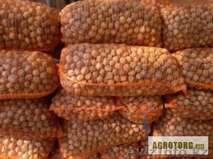 Грецкий орех высшего качества #1254036