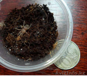 Продаю малышей L2-4 пауков птицеедов вида Brachypelma albopilosum  #1244935