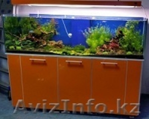 Аквариумные рыбы #1254135