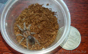 Продаю малышей L2-4 пауков птицеедов вида Brachypelma vagans #1244936