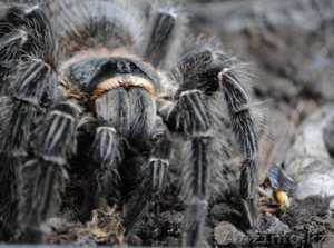 Пауки-птицееды вида Lasiodora parahybana подростки L 10-13  #1244928