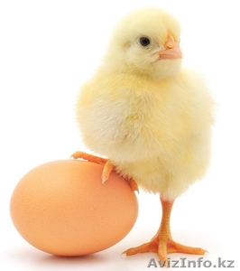 Цыплята бройлеры от производителя! В РОЗНИЦУ и Оптом! #1247487