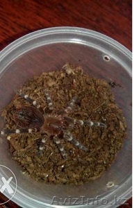 Продаю подростков L 7-9 пауков птицеедов вида Acanthoscurria genicula  #1244931