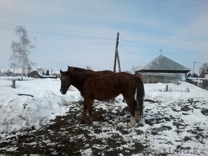 продам лошаде в гЗЫРЯНОВСКЕ #1250139