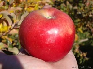 Саженцы Айдаред в Алматы. Яблоня Айдаред оптом 500 тенге #1255751