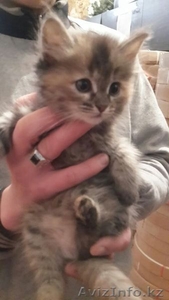 отдам в добрые руки котенка #1253017