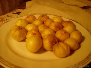 Продам посадочный материал фундука,  физалиса,  топинамбура #1245412