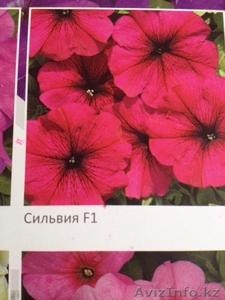 Продам красивые петунии #1252474