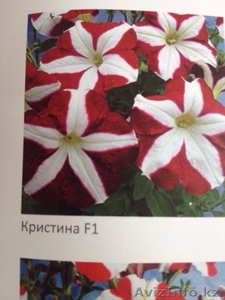 Чешские и Канадские петунии #1252473