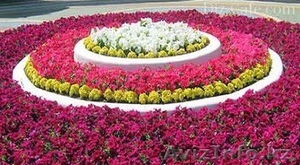 Рассада петунии  #1252471