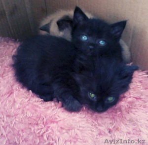 Ласковые котята в добрые руки #1250640
