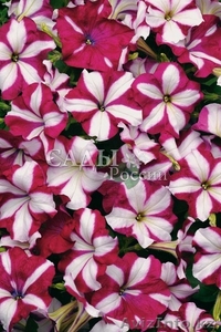 Петуния стармикс #1270802