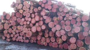 Лес кругляк - бревно  #1259299