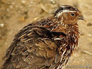 Продам перепелов по доступной цене! #1264812