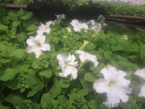 Успейте купить нашу рассаду #1265793