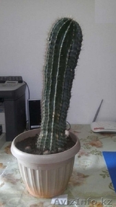 Продам или обменяю кактус 13 лет! #1258614