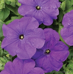 Рассада петунии в Астане #1261658