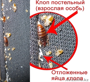 Клопы Клопы Клопы Клопы Уничтожение  #1266334