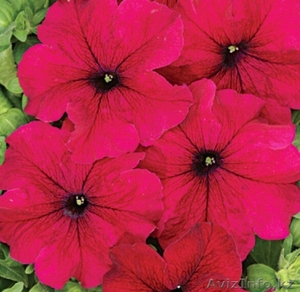 Петуния крупноцветковая #1261659