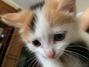 Отдам красивых котят #1264585