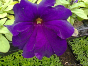 цветы петунья выращенные в теплицах #1262874