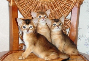 Продам котят абиссинской породы #1261913