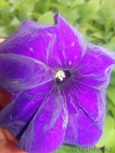 Рассада цветов! Петуния и Тагетис! #1262104