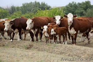 Продам Скот бычки,  телочки живым Весом #1268850