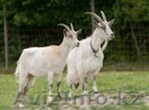 продается свежее козье молоко #1264786