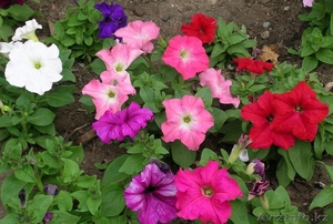 Рассада петунии и тагетесов #1270800