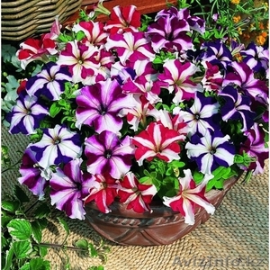 Петуния starmix #1270801