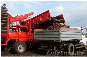 Картофель оптом ПРОДАЮ #1269591