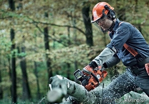 Спил и обрезка деревьев любй сложности в Алматы #1274068
