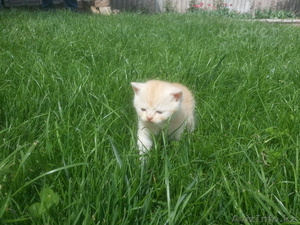 Котята породы скоттиш страйт и фолд #1275044
