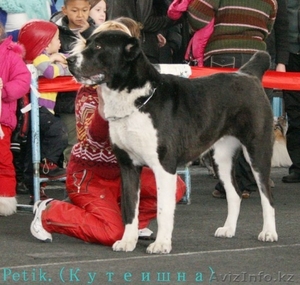 Элитные щенки алабая  #1272252