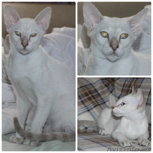 Сиамский котик с отличной родословной #1277830