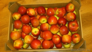 ЯБЛОКИ - ПОЛЬША #1273367