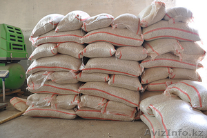 Продаём экологически чистую фасоль  из  Киргизии!!! #1274495