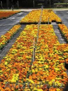 Петуния многоцветковая оптом #1271704