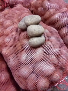 Продам картофель ОПТОМ Павлодар #1274214