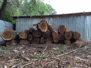 Куплю Дуб,  кругляк. #1282407