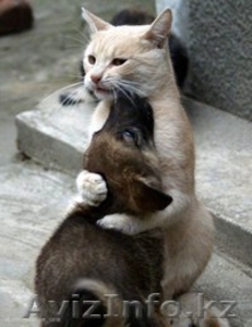 Ветеринарные услуги с выездом на дом,  круглосуточно #1271781