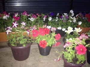 Петунии в горшках #1279251
