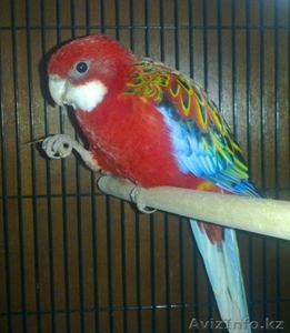 Попугаи красная розелла #1287373