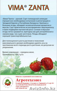 Рассада клубники в розницу и оптом в Астане #1287272