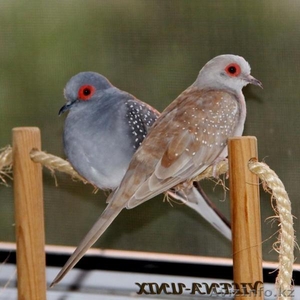 Австралийские бриллиантовые горлицы #1287478