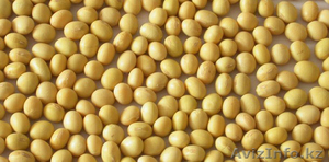 Очищенная соя объемом до 500 тонн в г.Талдыкорган #1295776