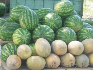 Арбузы оптом 27 тенге #1287630