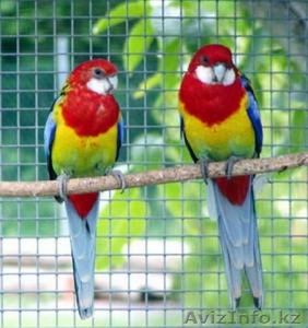 Попугаи розелла пестрая #1287387