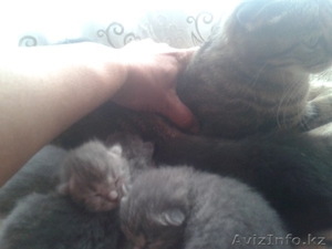 котят шотланцы вислоухие #1290923